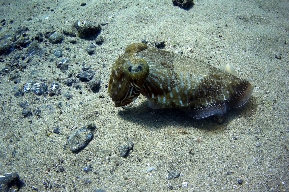 seiche à lanzarote plongée à Lanzarote Céline instructeur francaise