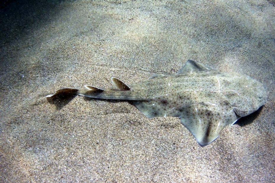 Requin ange Lanzarote plongée guidée CalimaDiving Squatina