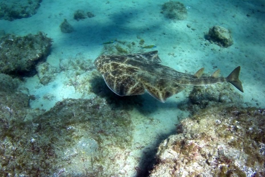 Requin Ange à lanzarote plongée à Lanzarote Céline instructeur francaise