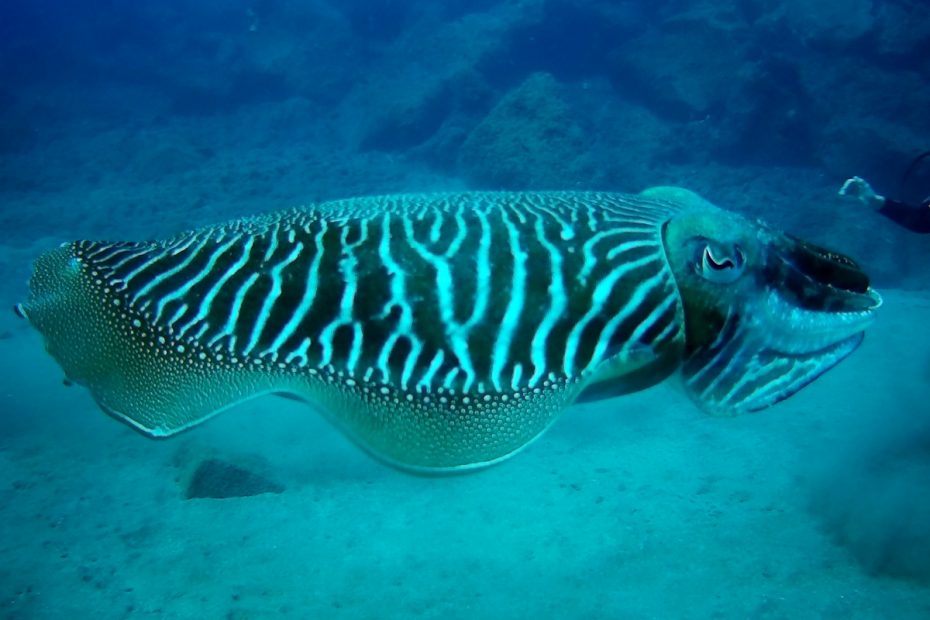 seiche à lanzarote plongée à Lanzarote Céline instructeur francaise