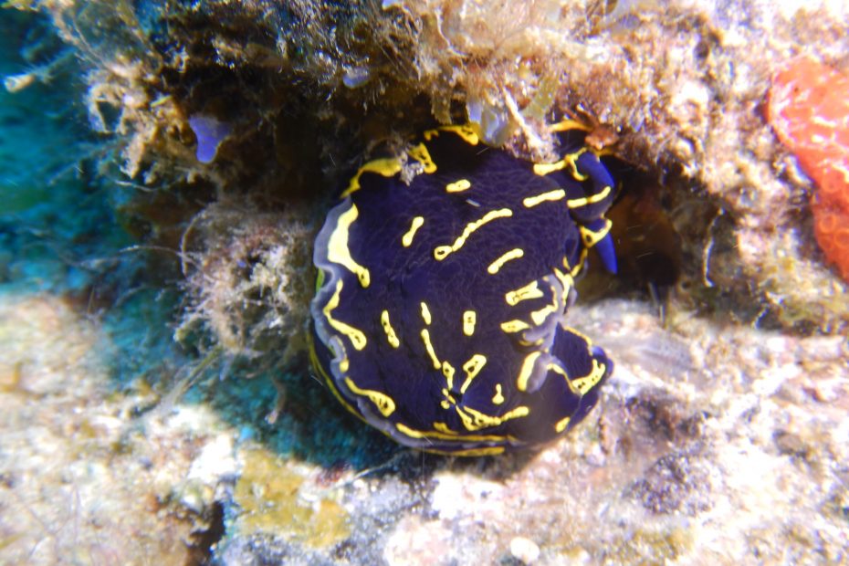 Nudibranche à lanzarote plongée à Lanzarote Céline instructeur francaise