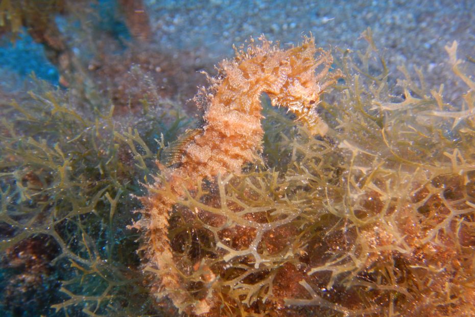 Hippocampe à lanzarote plongée à Lanzarote Céline instructeur francaise
