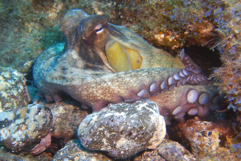 poulpe à lanzarote plongée à Lanzarote Céline instructeur francaise