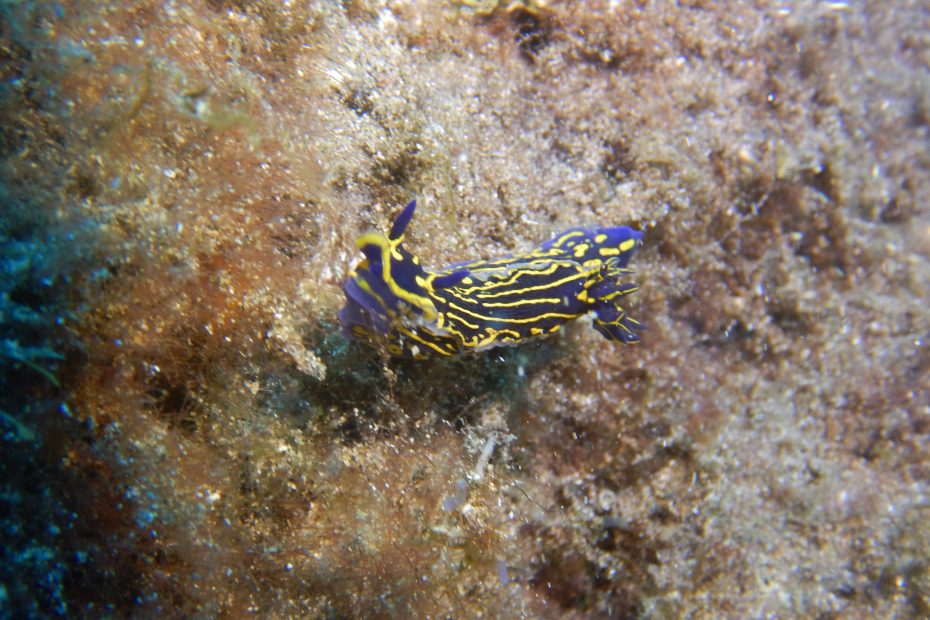 Nudibranche à lanzarote plongée à Lanzarote Céline instructeur francaise