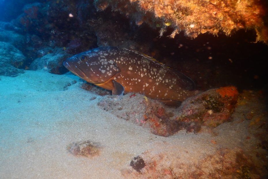 Mérou plongée Lanzarote site Mala CalimaDiving