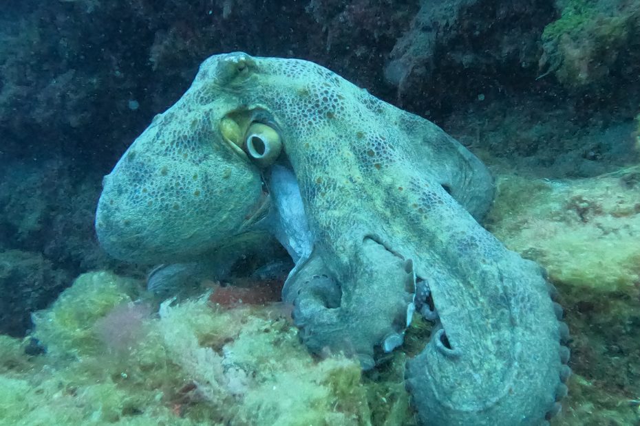 poulpe à lanzarote plongée à Lanzarote Céline instructeur francaise