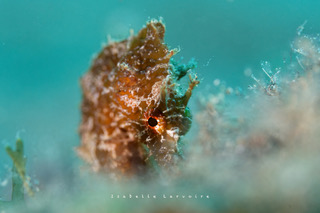 Hippocampe à lanzarote plongée à Lanzarote Céline instructeur francaise