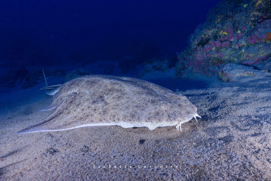 Requin Ange à lanzarote plongée à Lanzarote Céline instructeur francaise