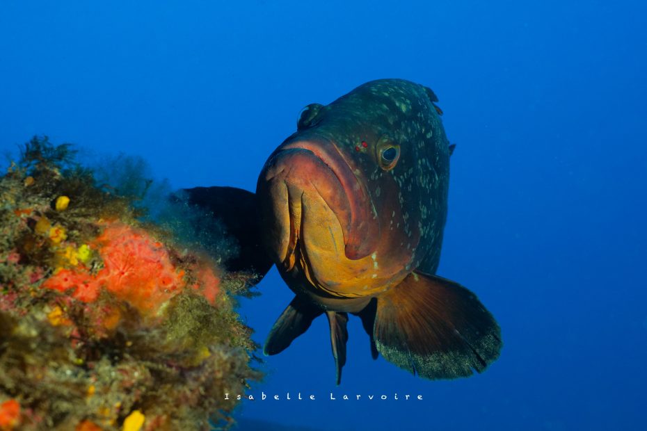 Mérou à Lanzarote Plongée à lanzarote