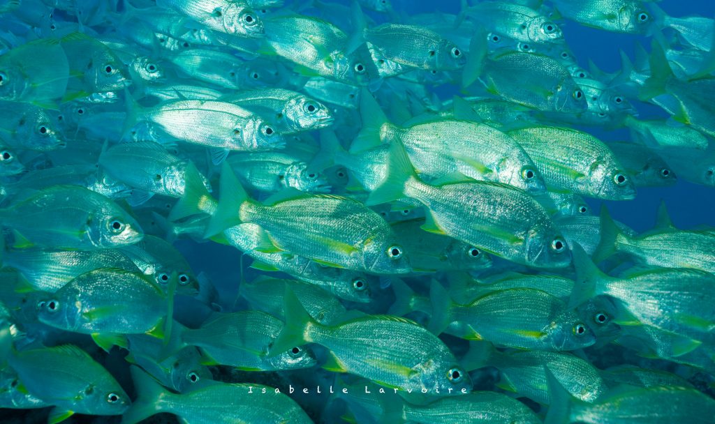 Plongée à lanzarote Celine de Calima Diving Instructeur fancaise