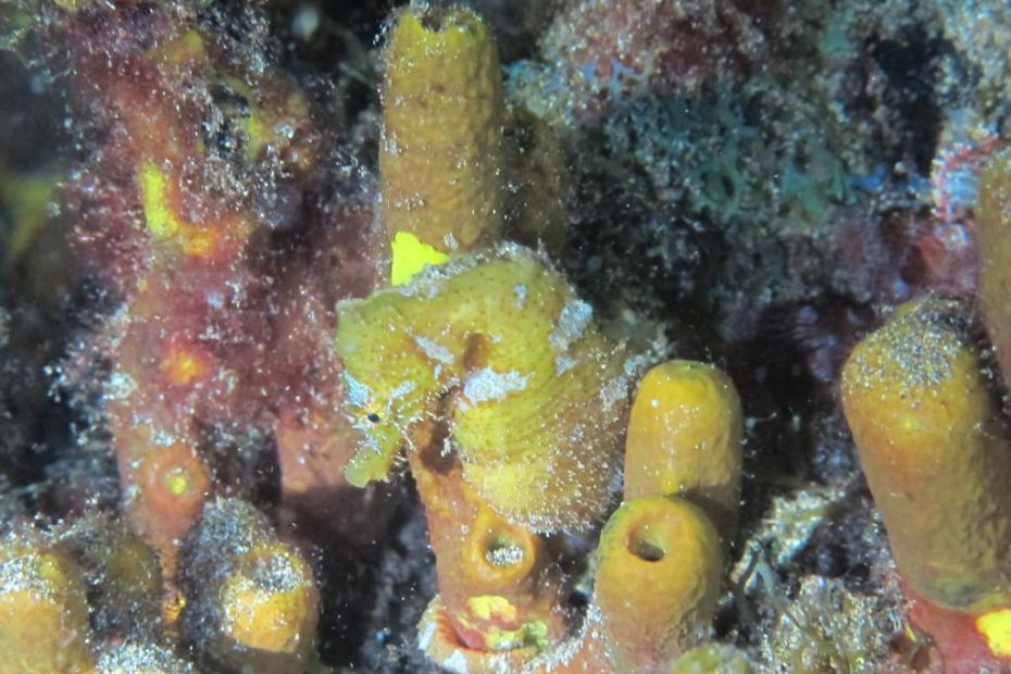 Hippocampe à lanzarote plongée à Lanzarote Céline instructeur francaise