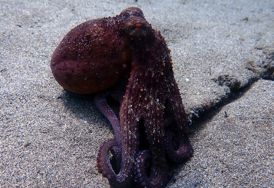 Poulpe plongée Lanzarote Playa Chica CalimaDiving