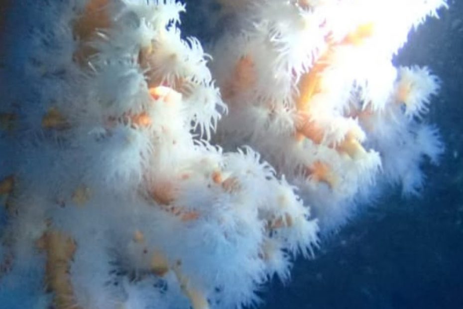 Corail à lanzarote plongée à Lanzarote Céline instructeur francaise