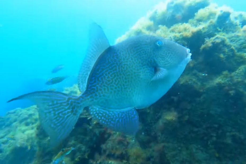 Balliste plongée Lanzarote site Mala CalimaDiving