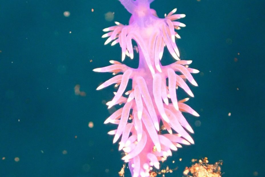 Fabelline plongée Lanzarote Calima diving Plongée à lanzaote